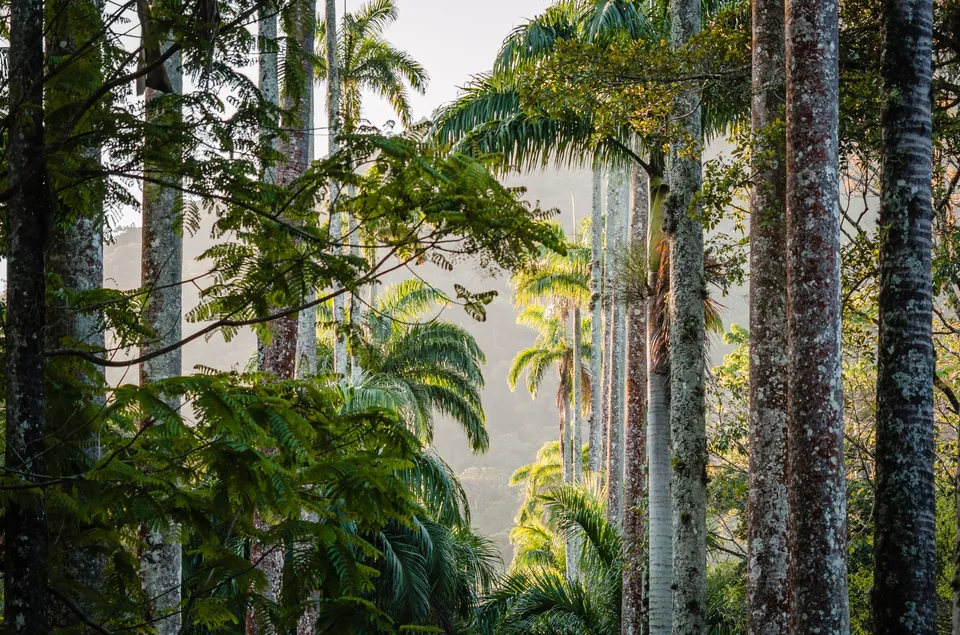 Forêts mémorielles et canopées protégées